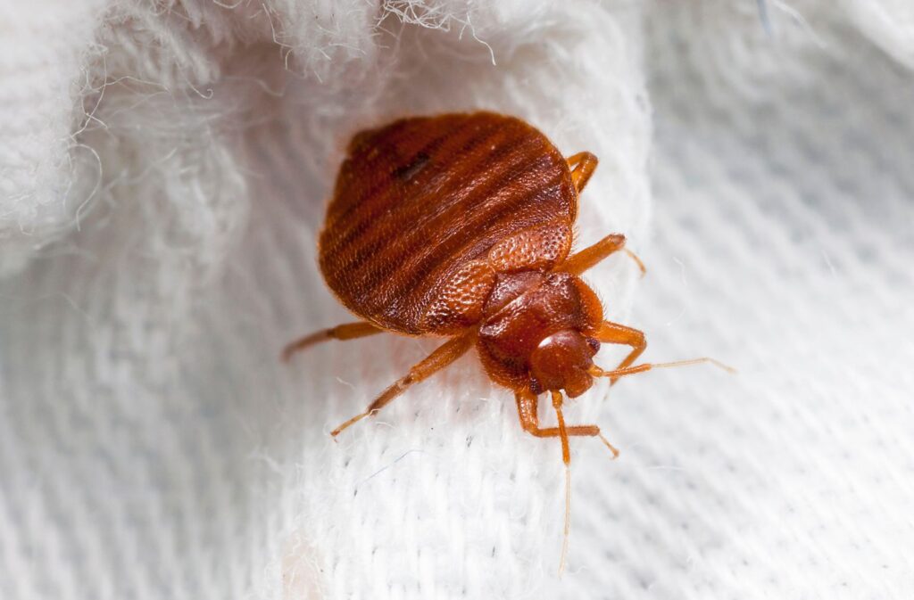 Bed Bug Control UAE