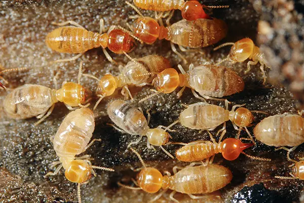 Termite Control UAE