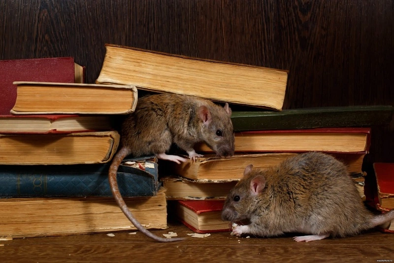 Rodents Control