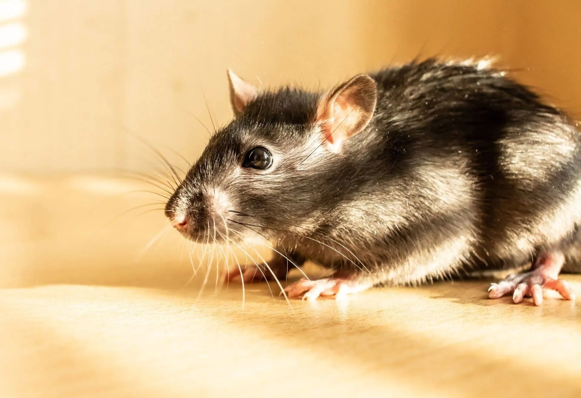 Rodent Control