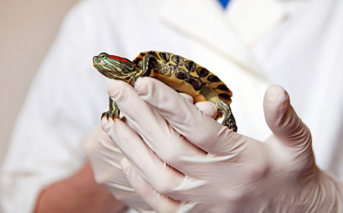Reptile Control UAE